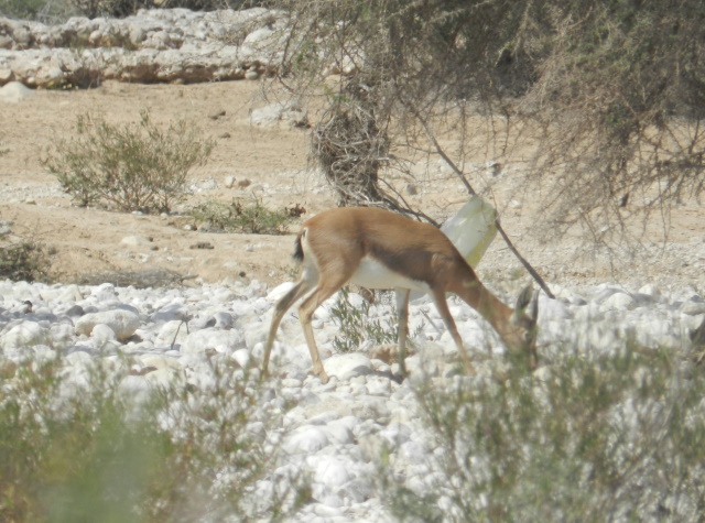 Deer, near Muscat