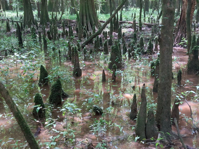Tree stumps in Congaree National Park